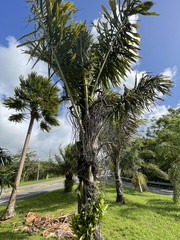 Arenga pinnata