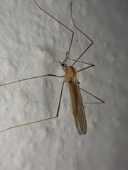 Erioptera