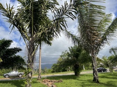 Arenga pinnata
