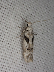 Caryocolum blandella