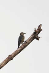 Melanerpes rubricapillus