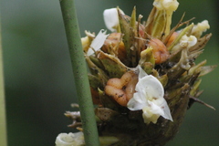 Goeppertia inocephala