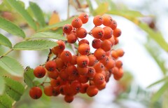 Sorbus aucuparia