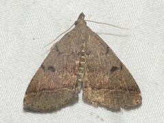 Zanclognatha dentata