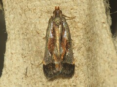 Dichomeris ochripalpella