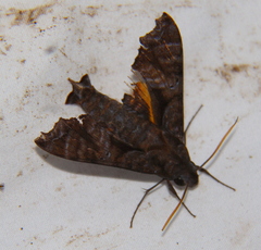 Nyceryx eximia