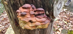 Pseudomerulius