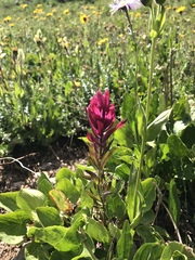 Castilleja rhexiifolia