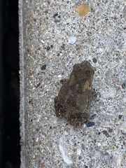 Anaxyrus americanus
