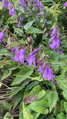 Campanula rapunculoides