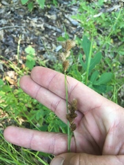 Carex scoparia