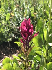 Castilleja rhexiifolia