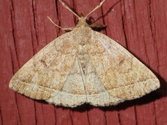 Zanclognatha marcidilinea