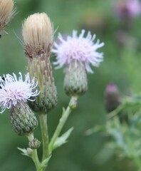 Cirsium arvense