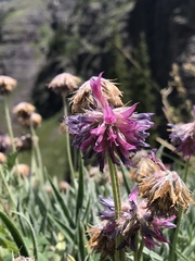 Trifolium attenuatum