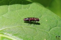 Agrilus lautuelliformis