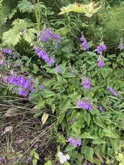 Campanula rapunculoides