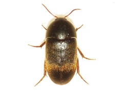 Eustrophus tomentosus