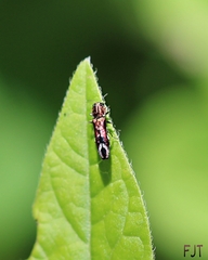 Agrilus lautuelliformis