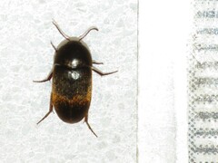 Eustrophus tomentosus