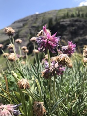 Trifolium attenuatum