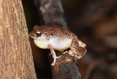 Eleutherodactylus wightmanae