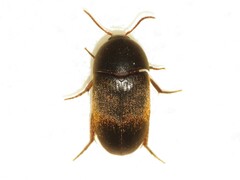 Eustrophus tomentosus