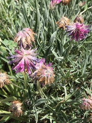 Trifolium attenuatum