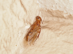 Camponotus variegatus