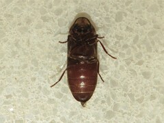 Hemicoelus