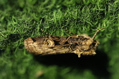 Opigena polygona