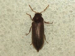 Hemicoelus