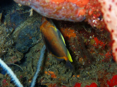 Prognathodes aculeatus