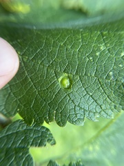 Pachypsylla celtidisumbilicus