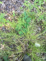 Carex scoparia