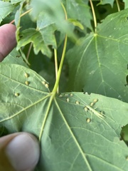 Dasineura communis