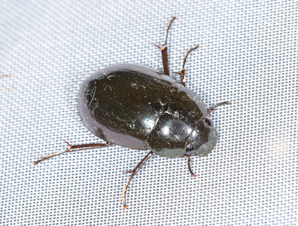 Lesser Silver Water Beetle from Dudelange, Wal on July 22, 2022 at 09: ...