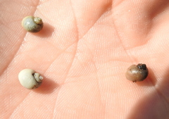 Lithoglyphus naticoides