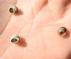 Lithoglyphus naticoides