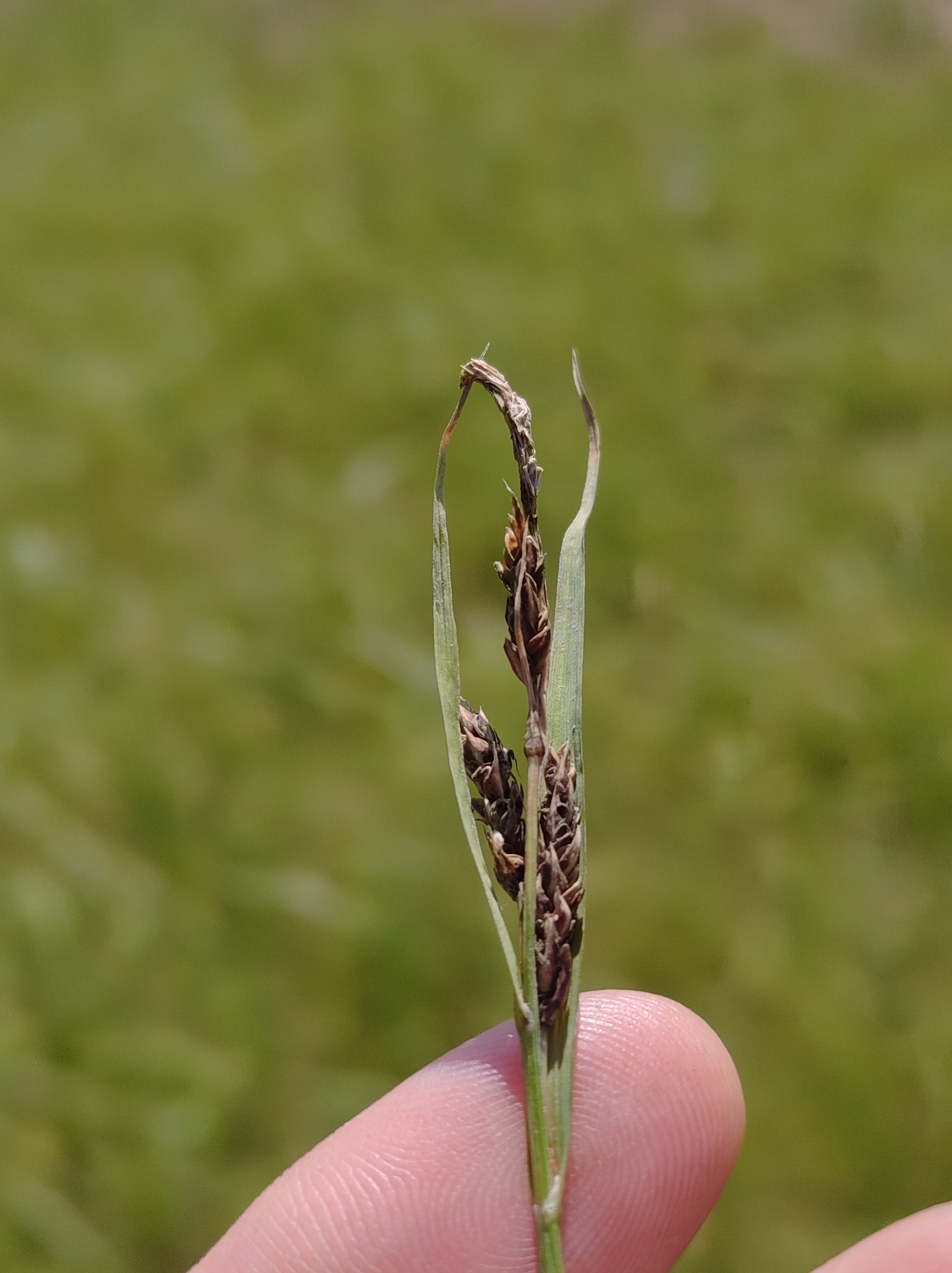 Carex salina