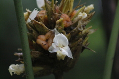 Goeppertia inocephala