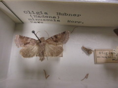 Oligia minuscula