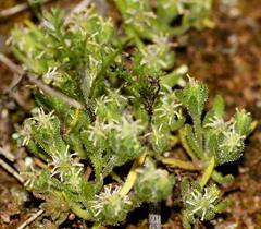 Millotia muelleri
