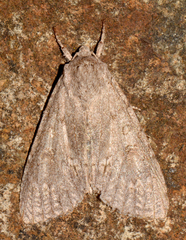 Acronicta americana