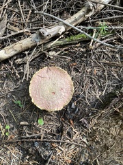 Suillus ochraceoroseus