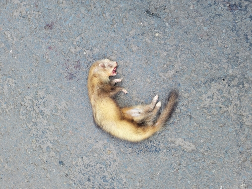 Domestic Ferret