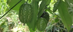 Cucurbita