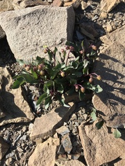Senecio amplectens holmii