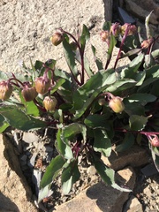 Senecio amplectens holmii