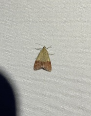 Pyrausta semirubralis